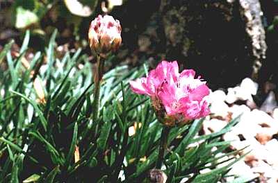 Alpine plants