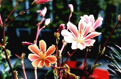 Alpine plants