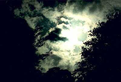 Storm clouds and trees