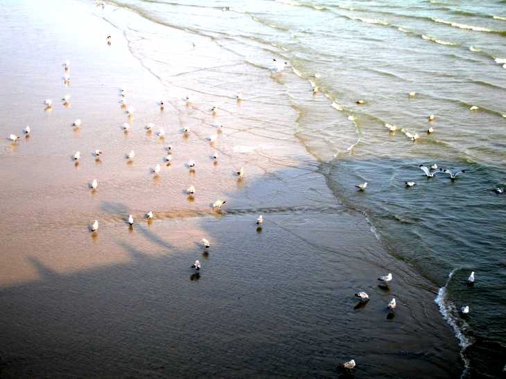 Gulls on beach at low tide, Brighton, Sussex