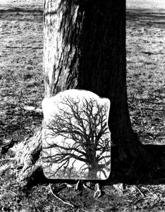 Tree, and mirror, Hertfordshire 1970