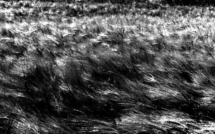 Black & white photograph. Sunlight on wheat field