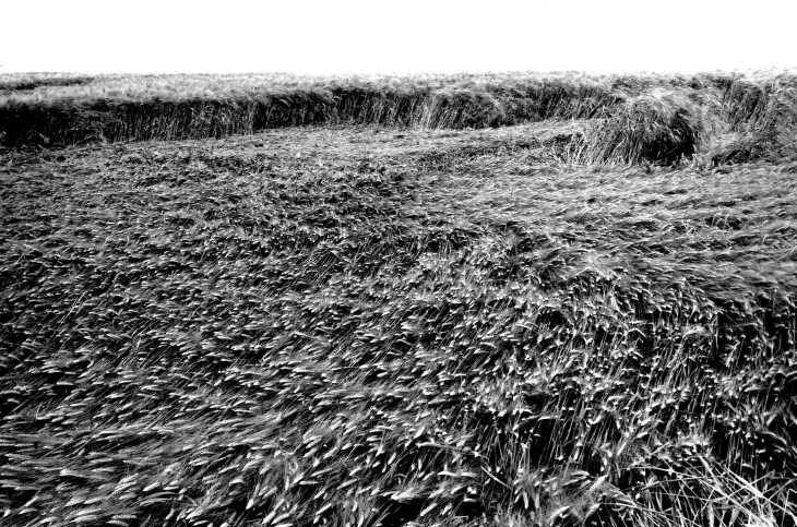 Field of corn shaped by wind