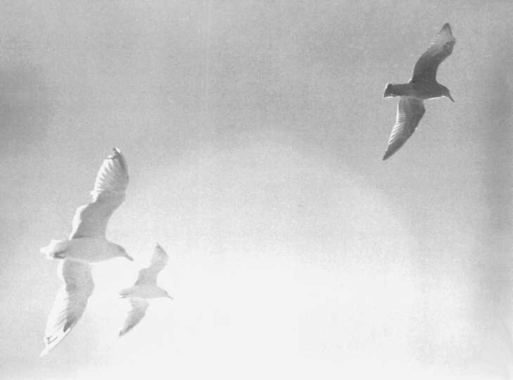 Seagulls following the ferry