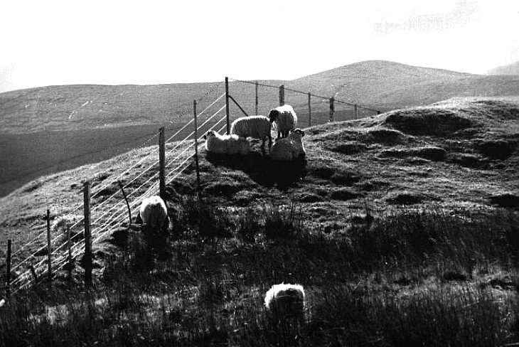 Sheep on The Isle of Skye