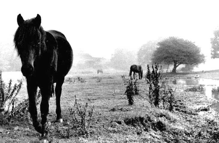 Horses near the river Mimram, Digswell