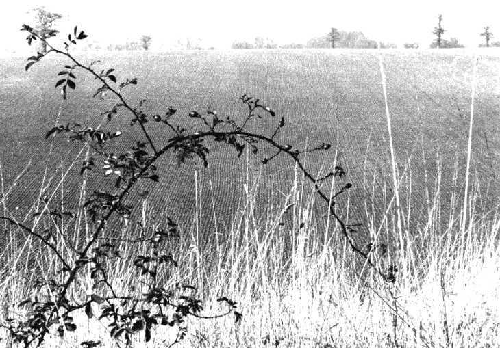 Autumn landscape, Digswell
