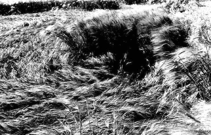 Corn field shaped by wind