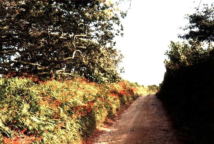 Quiet lane, Cornwall