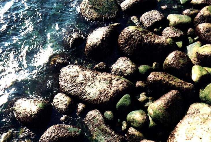 Rocks on the shoreline, Lamorna Cove Cornwall