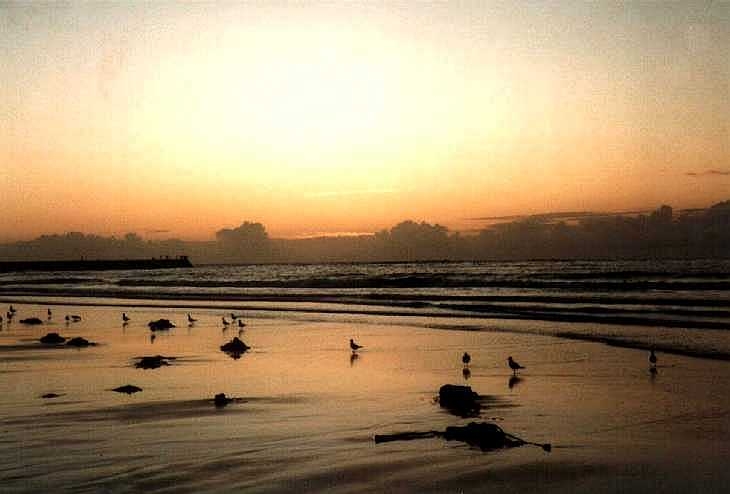 Gulls on beach, Sennen Cove, Cornwall
