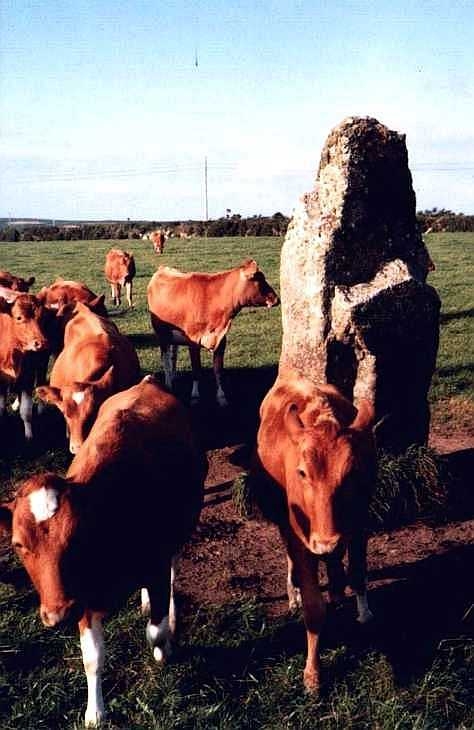 Cows and standing stone, Cornwall