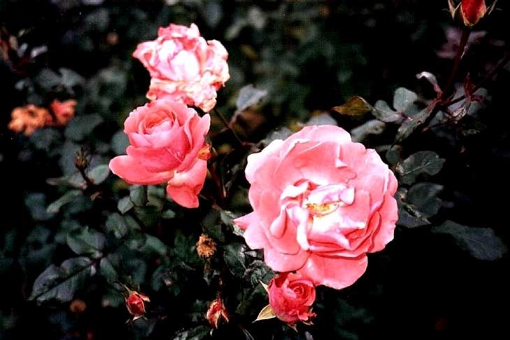 Roses in Benington Gardens, Hertfordshire