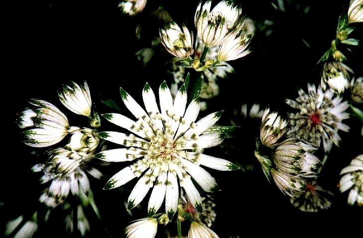 Exotic flowers at Benington Gardens, Hertfordshire