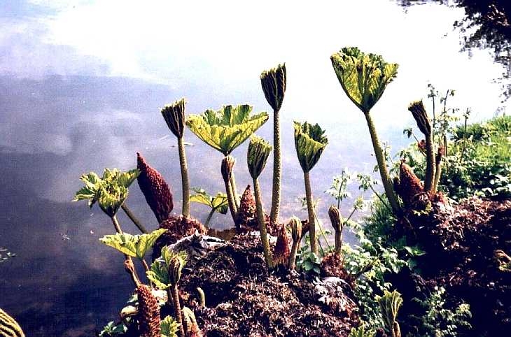 Water plants in the lake, Benington Gardens, Hertfordshire