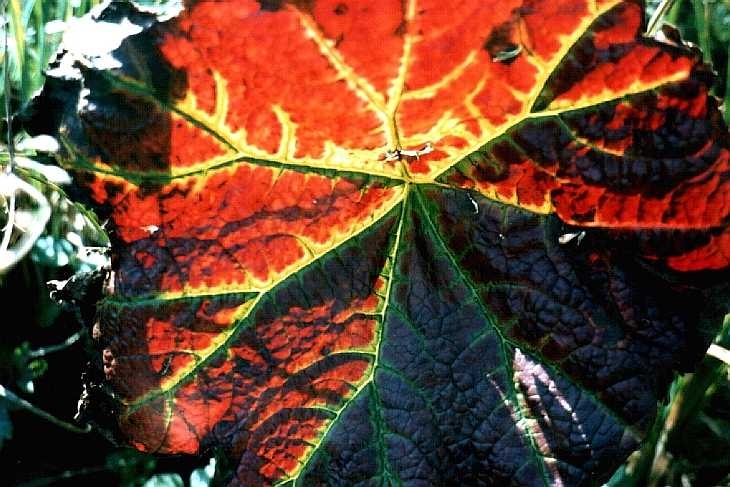 Light through leaf beside lake at Benington Gardens, Hertfordshire