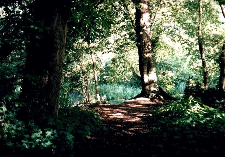 Woods at Digswell, Hertfordshire