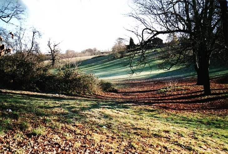 Bare trees, Welwyn Garden City, Hertfordshire