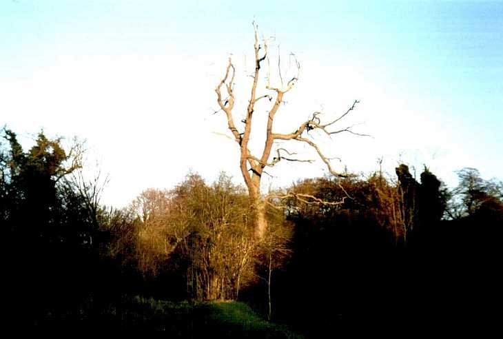 Tree, Digswell, Hertfordshire