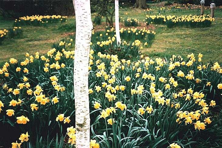 Daffodils and silver birch, Hatfield House gardens, Hertfordshire