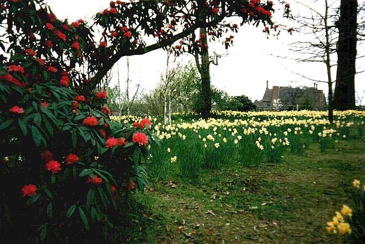 Daffodils, Hatfield House gardens, Hertfordshire