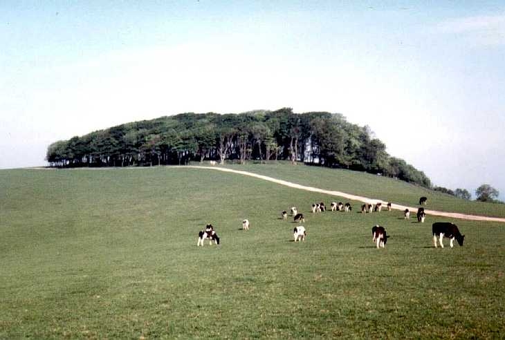 Chanctonbury Ring, Sussex, South Downs