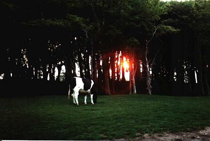 Sunrise at Chanctonbury Ring, Sussex