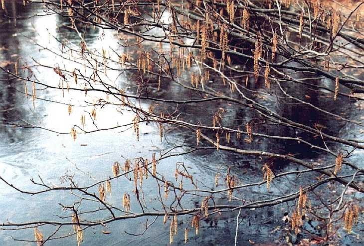 Catkins and ice, Kew Gardens, London