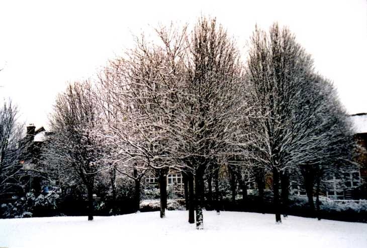 Rosemary Gardens, trees in snow, Islington, London