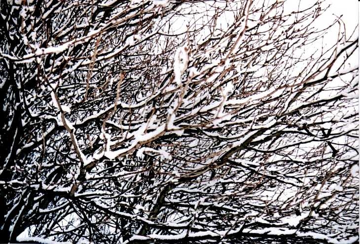 Branches in snow. Rosemary Gardens, Islington, London