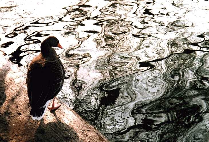 Goose and ripples, Regent's Park, London