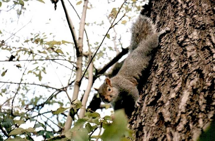 Squirrel, Regent's Park, London
