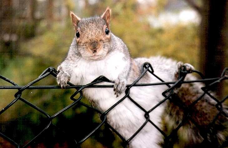 Inquisitive squirrel, Regent's Park, London
