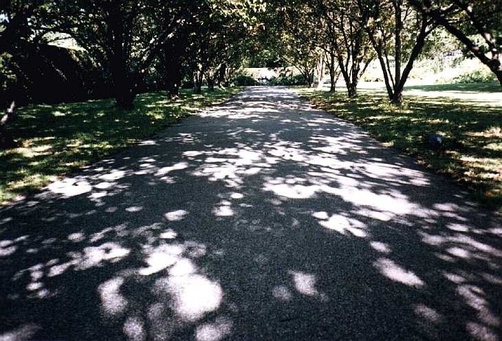 Summer shadows, Regent's Park, London