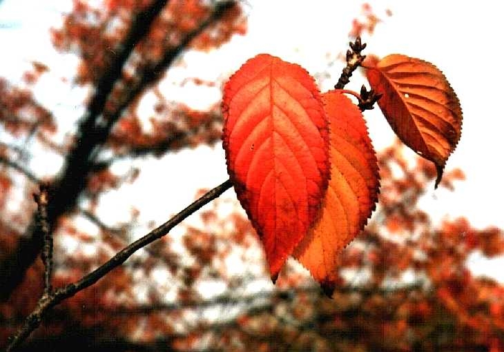 Leaves in autumn, Regent's Park, London
