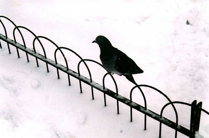 Pigeon and snow, Regent's Park, London