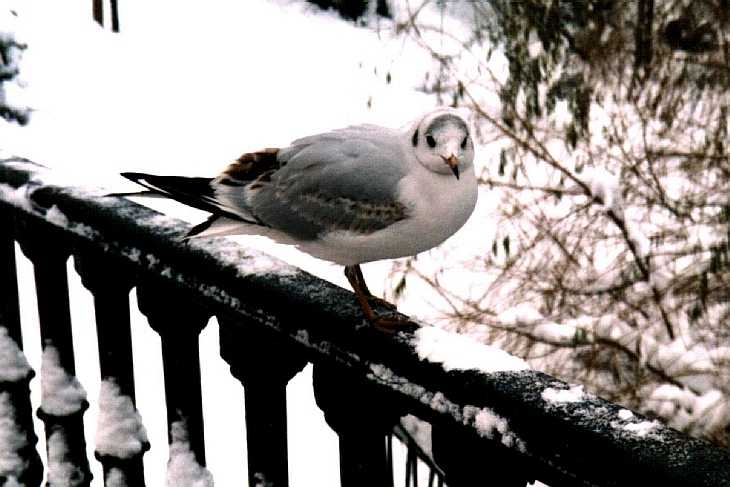 Seagull and snow, Regent's Park, London