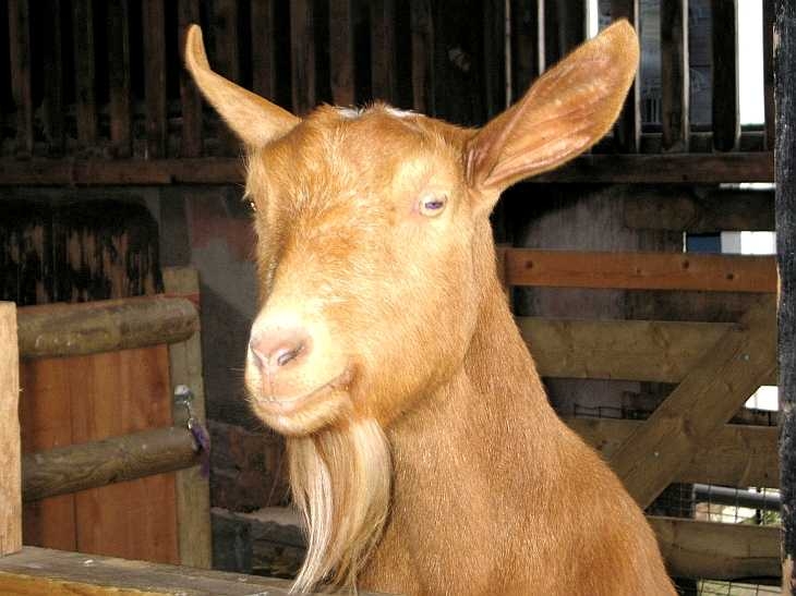 Golden Guernsey goat, Spitalfields City Farm, East London
