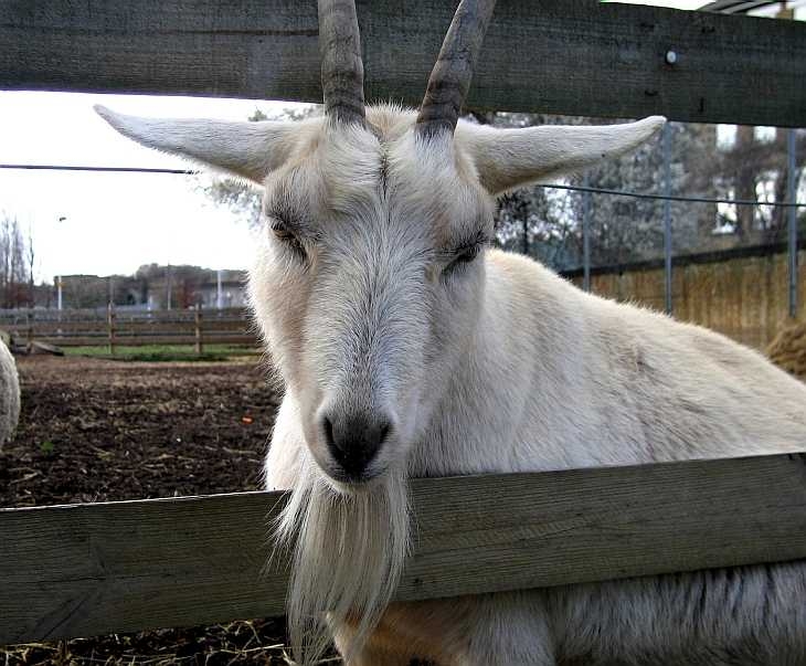 Goat at Spitalfields City Farm, East London