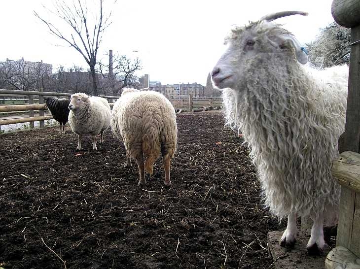 Sheep and goat at Spitalfields City Farm, East London