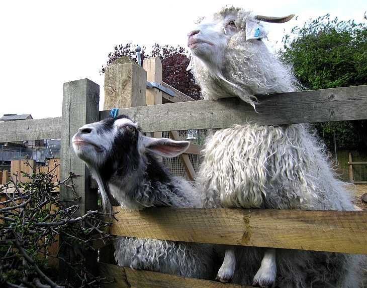 Inquisitive goats, Spitalfields City Farm, East London