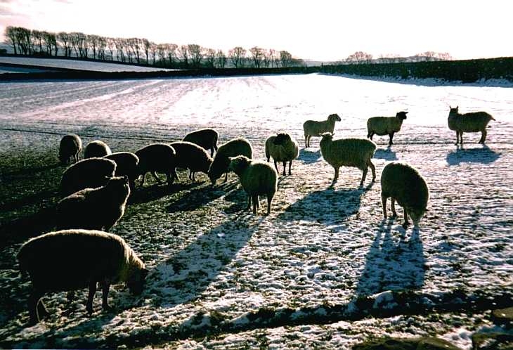 Sheep in snow in The Peak District