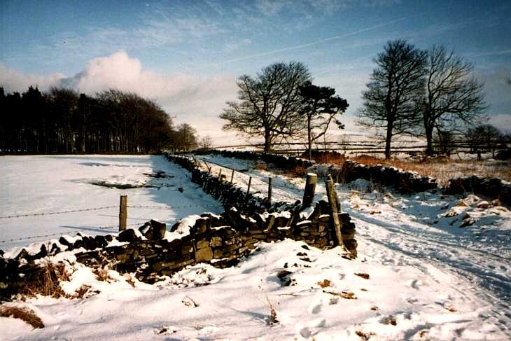 Wall and trees, snowy Peak District