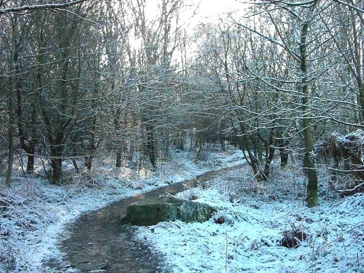Woodland near Froggatt, Derbyshire, Peak District in snow