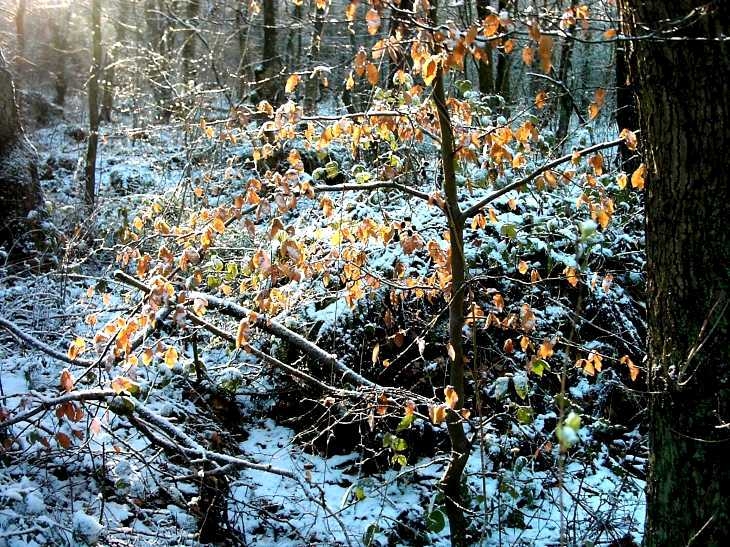 Woodland in snow, near Froggatt, Derbyshire Peak District