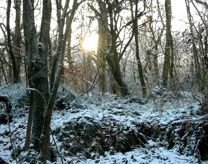 Winter woodland, near Froggatt, Derbyshire Peak District