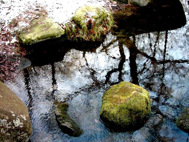 Reflections in woodland pool, near Froggatt, Derbyshire Peak District