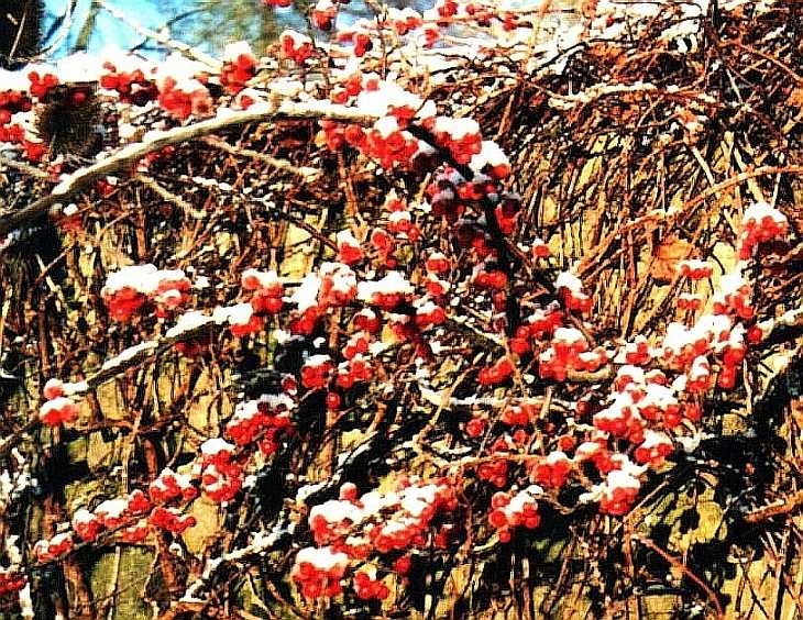 Berries in snow, Grindleford, The Peak District