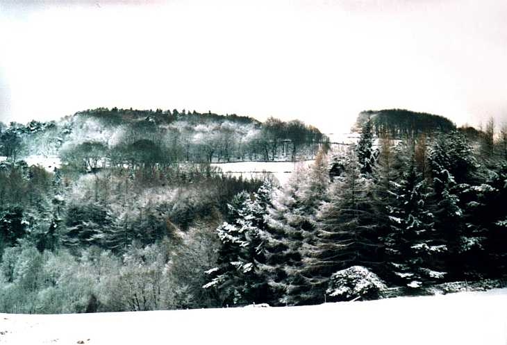 Trees in snow, The Peak District
