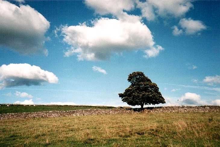 Solitary tree, The Peak District, Derbyshire